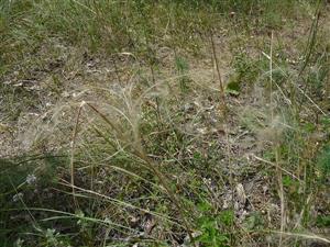 Stipa borysthenica v NPR Čenkovská lesostep